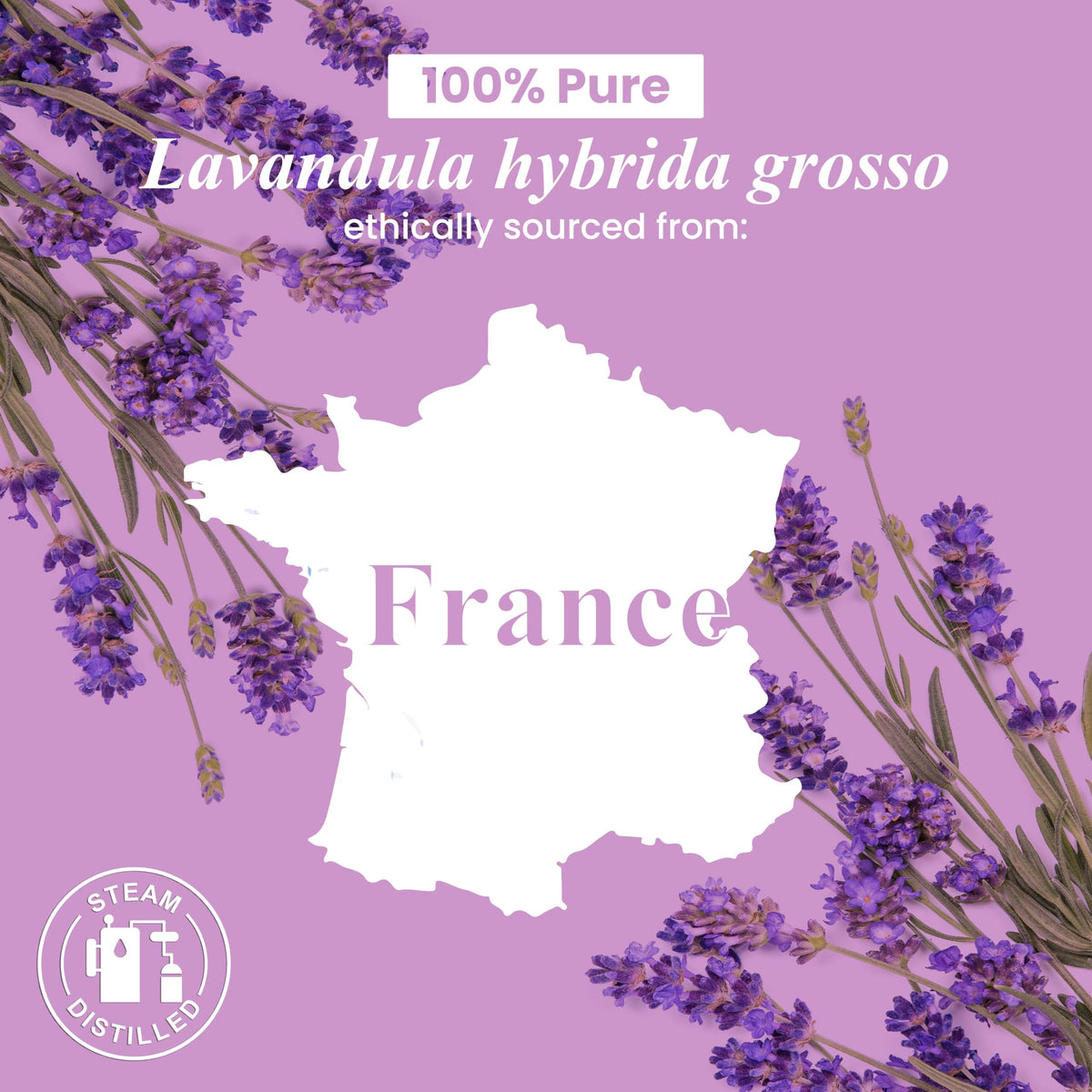 Lavender and Citronella Essential Oils 2 x 4 Fl Oz B45473